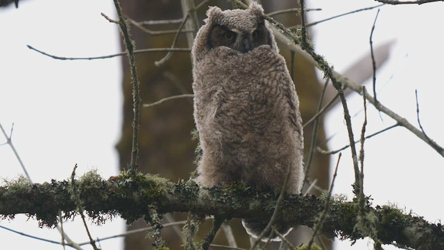 Great Horned Owl - ML428819131