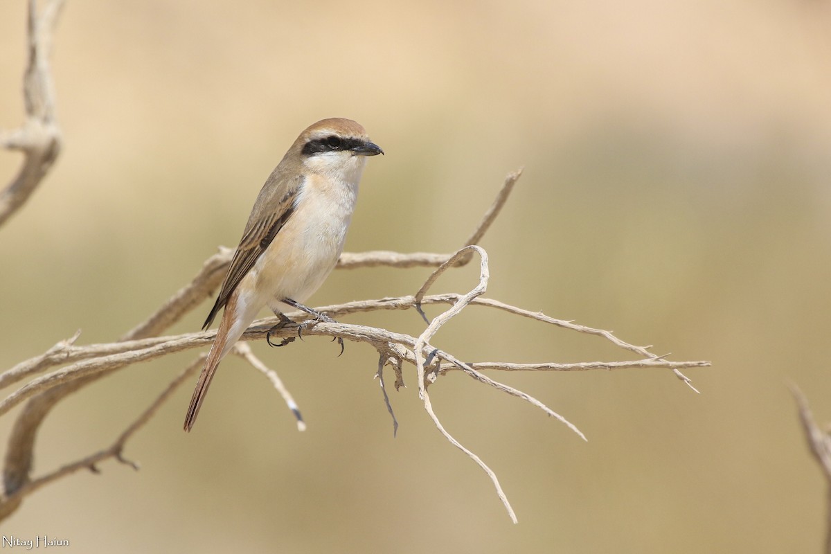 Red-tailed Shrike - nitay haiun