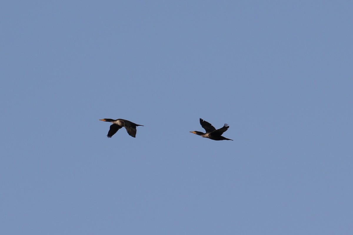 Double-crested Cormorant - ML428820881