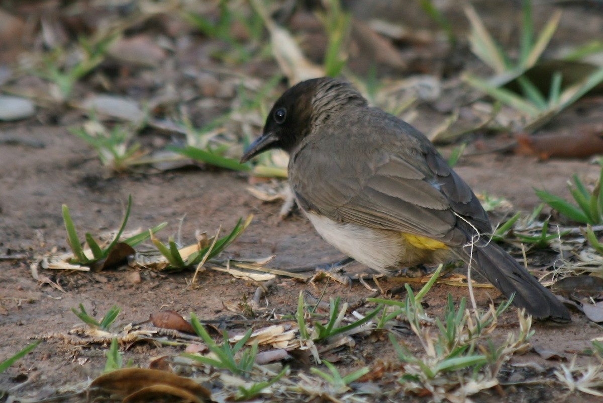 Bulbul Naranjero - ML428821041