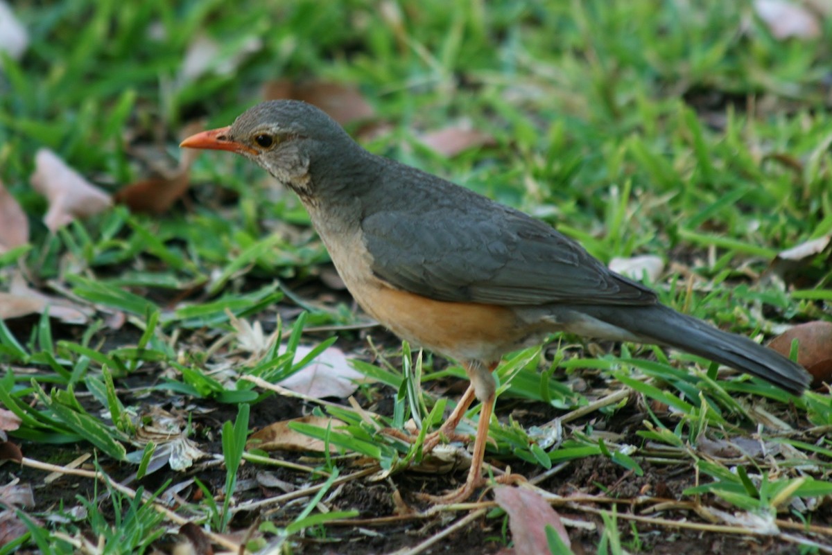 Kurrichane Thrush - Volker Lange