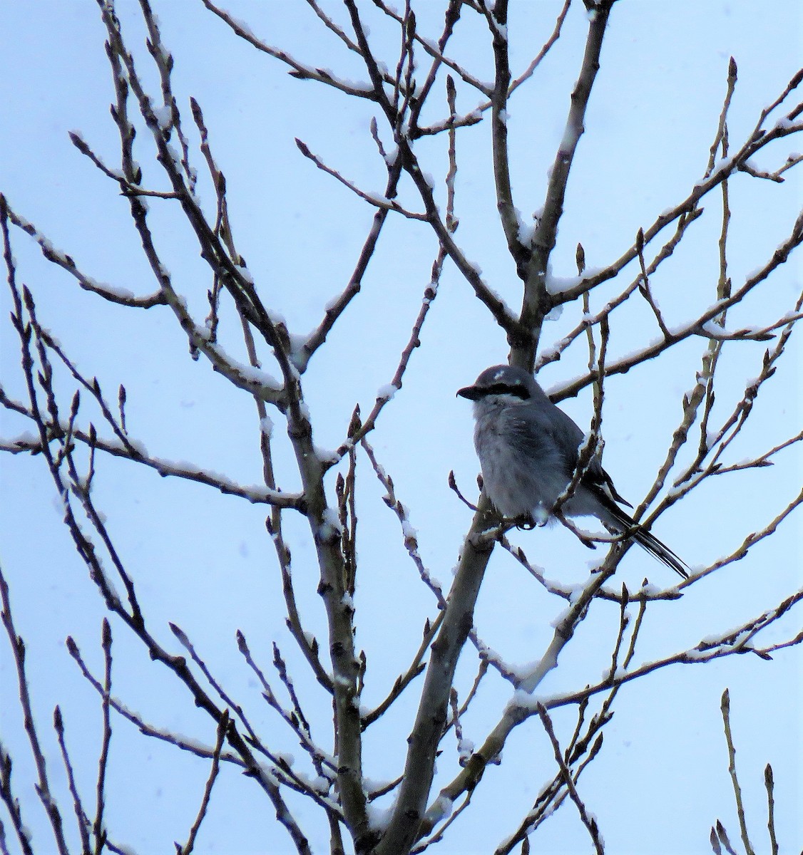 Northern Shrike - ML428821101