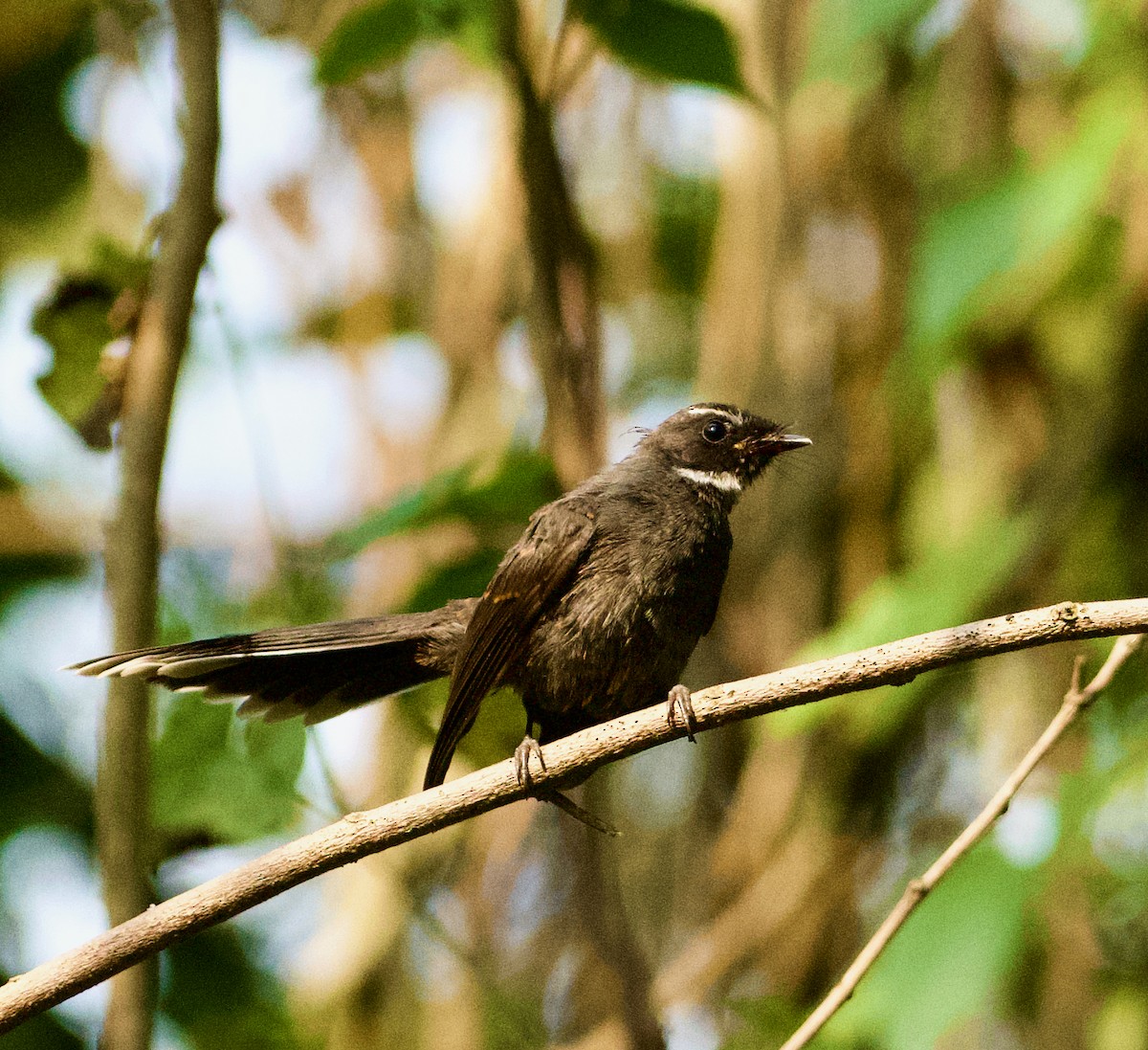 White-throated Fantail - ML428821321