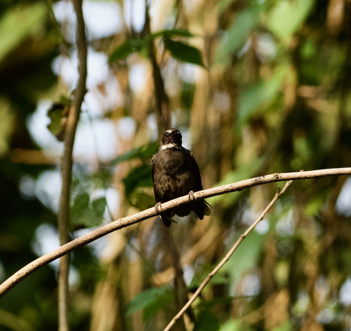 White-throated Fantail - ML428821341