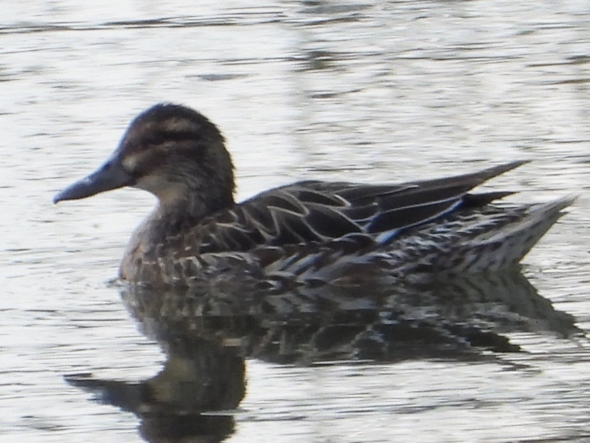 Garganey - ML428824551