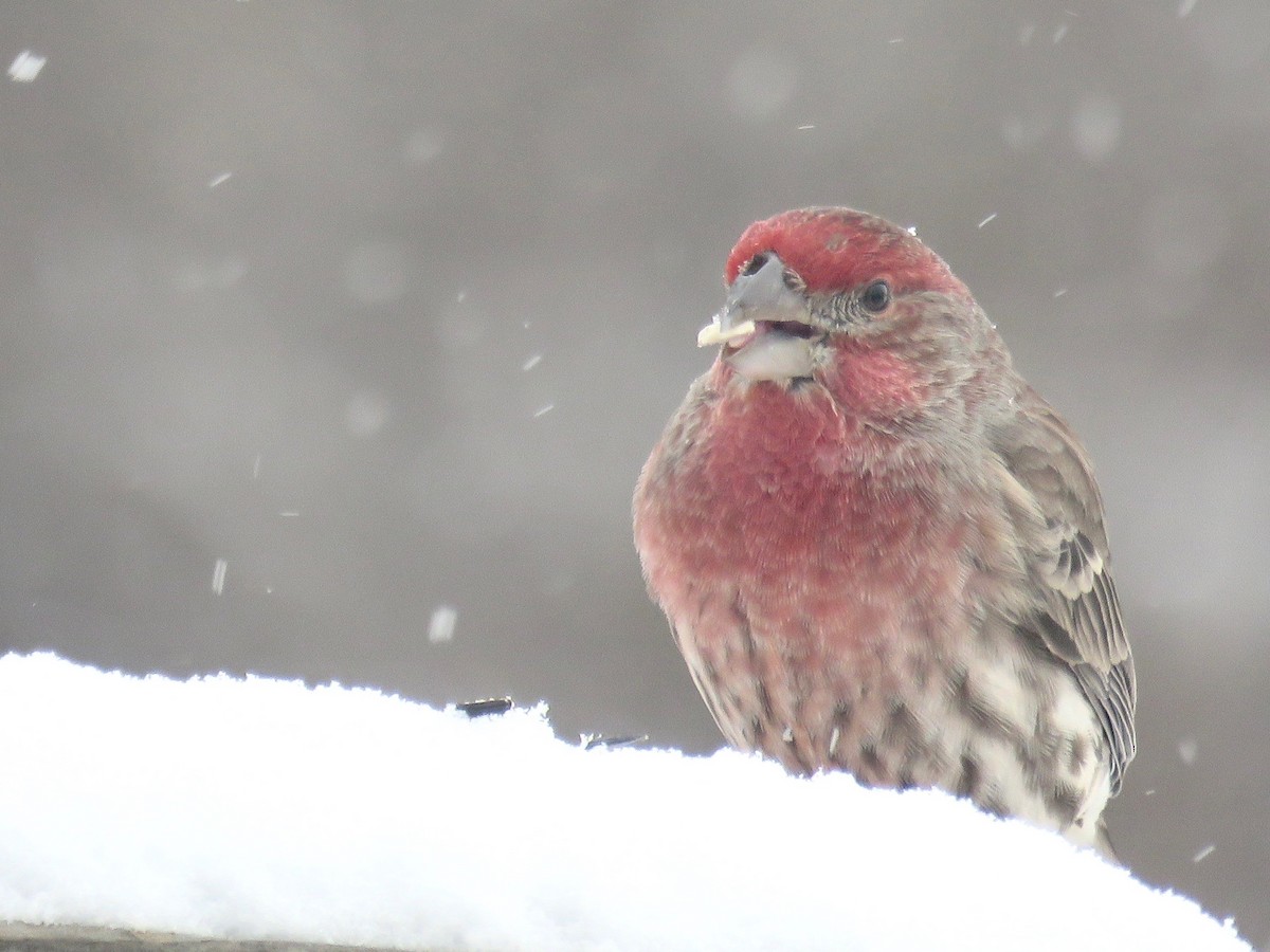 House Finch - Beatrice Stevens