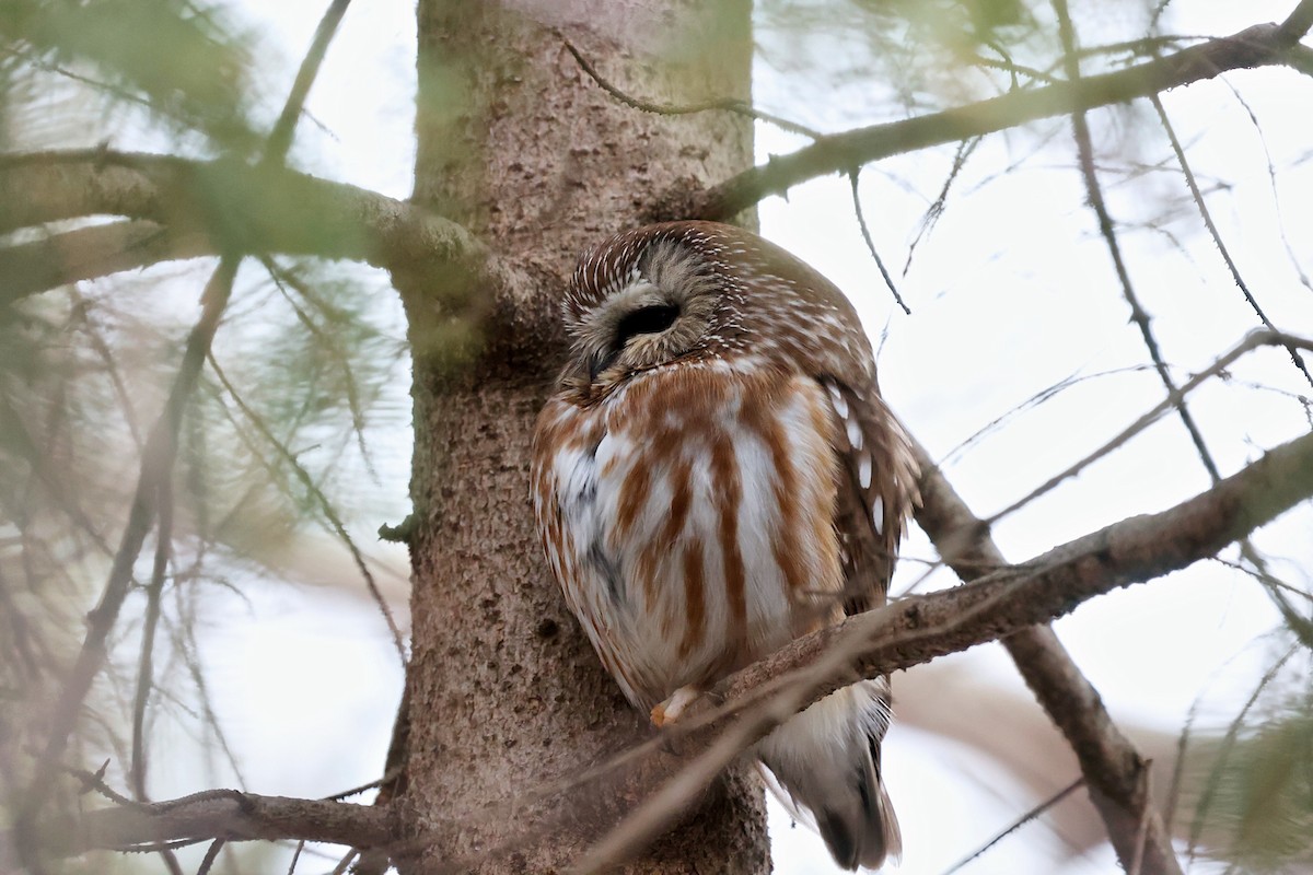 Northern Saw-whet Owl - ML428826651