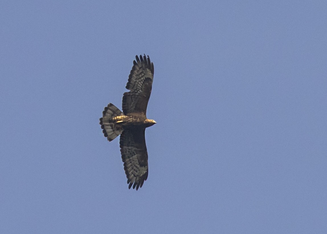 European x Oriental Honey-buzzard (hybrid) - ML428826941