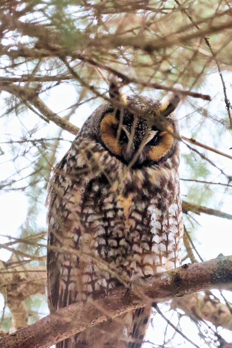 Long-eared Owl - ML428827741