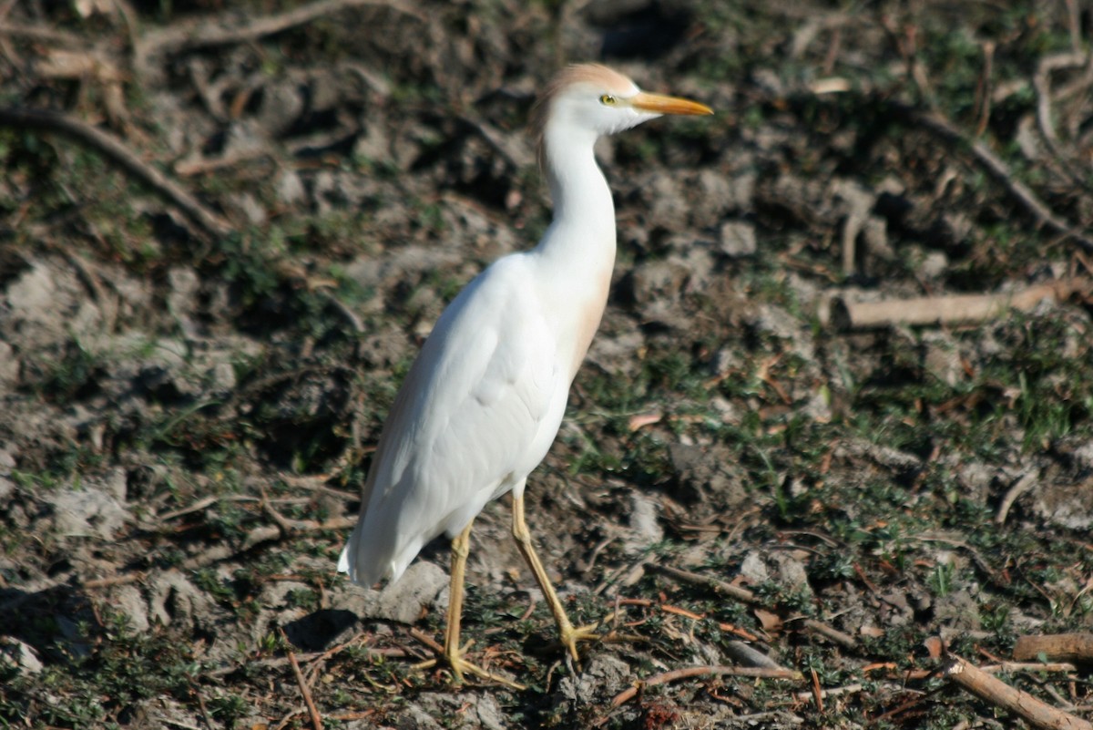 Чапля єгипетська (підвид ibis) - ML428827811