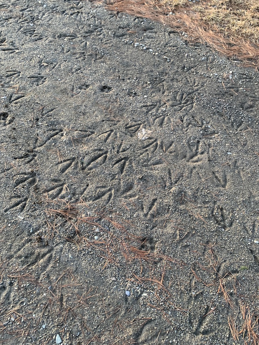 ברנטה קנדית - ML428827911