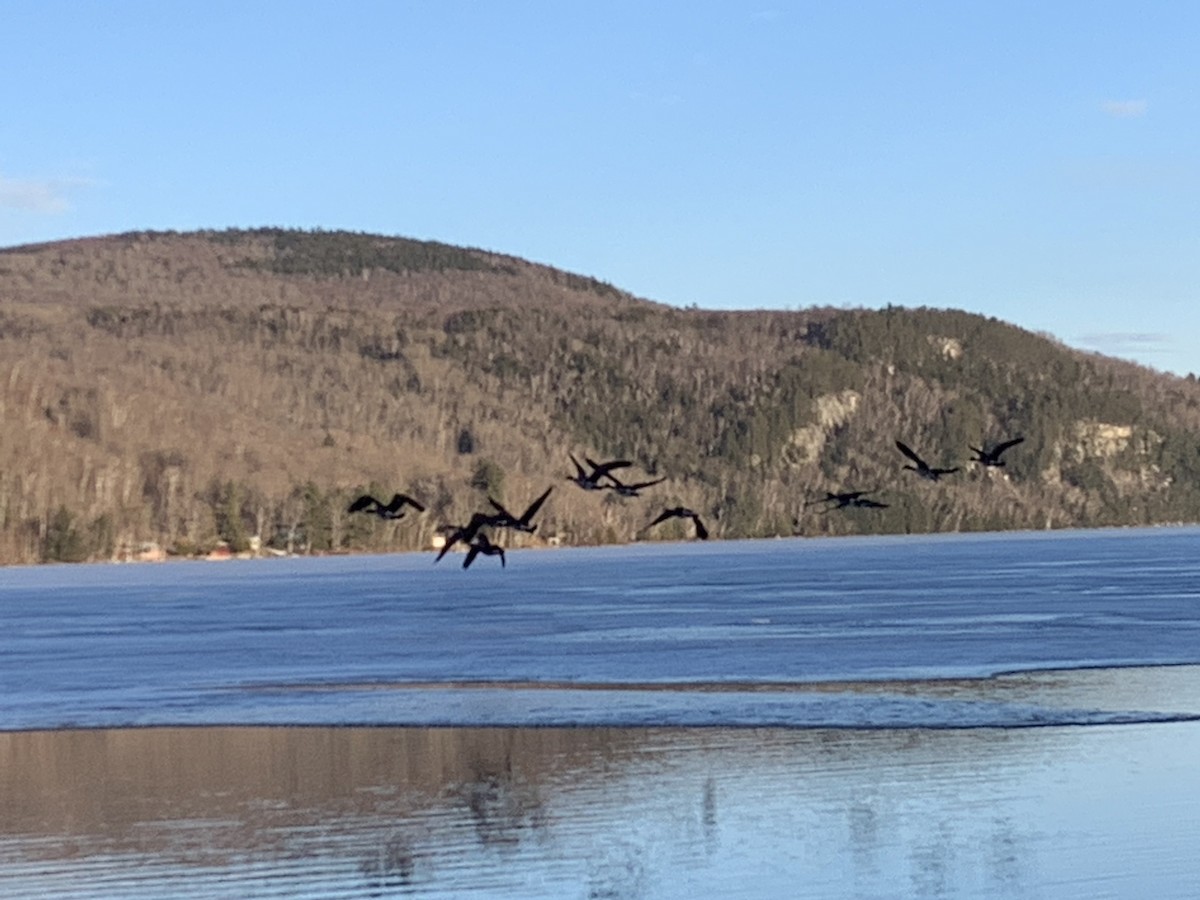 Canada Goose - Sierra Girard