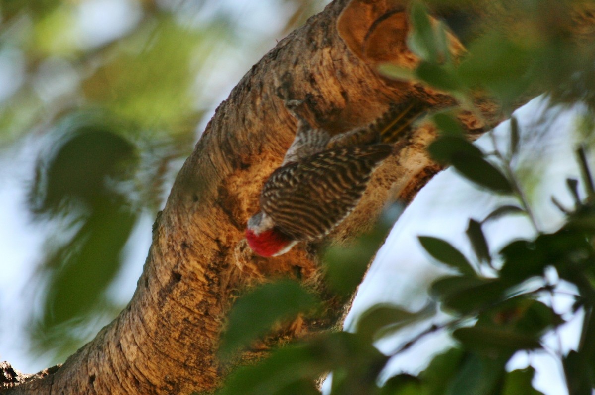 Cardinal Woodpecker - ML428828471