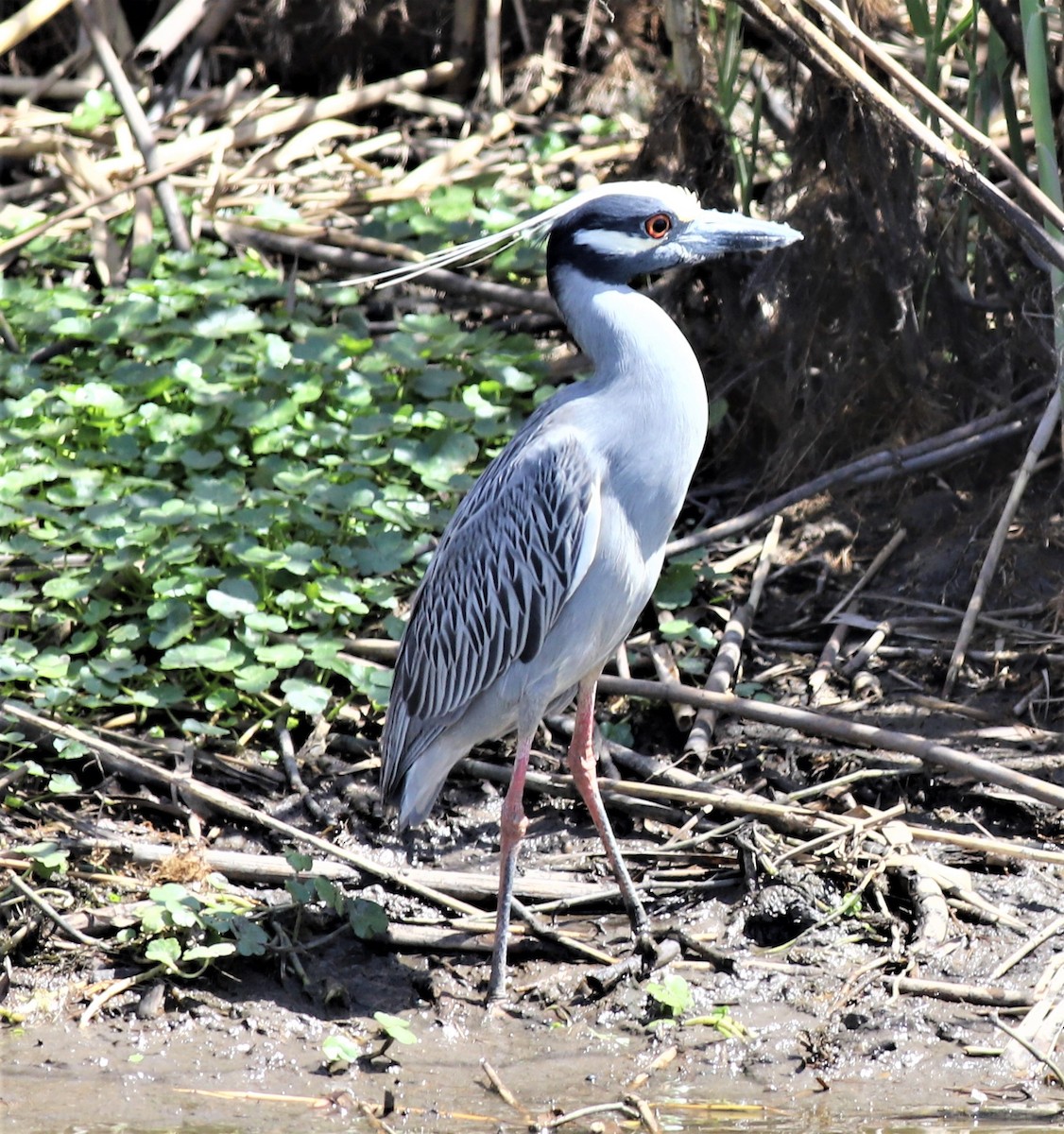 Yellow-crowned Night Heron - ML428829321