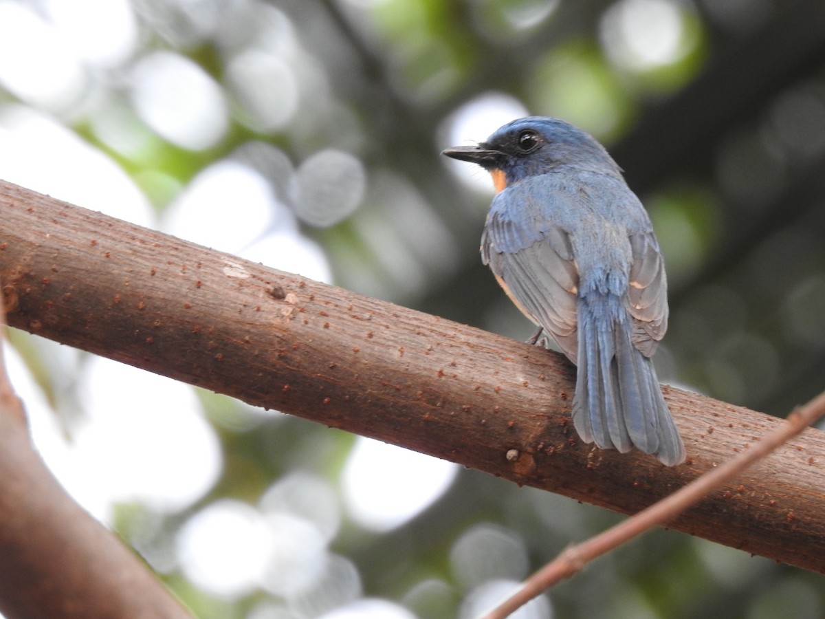 Tickell's Blue Flycatcher - ML428829391