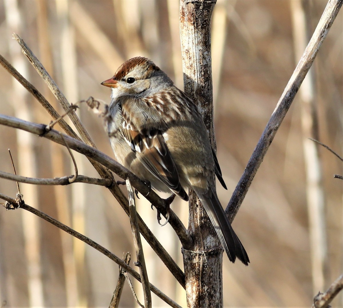 White-crowned Sparrow - ML428829451