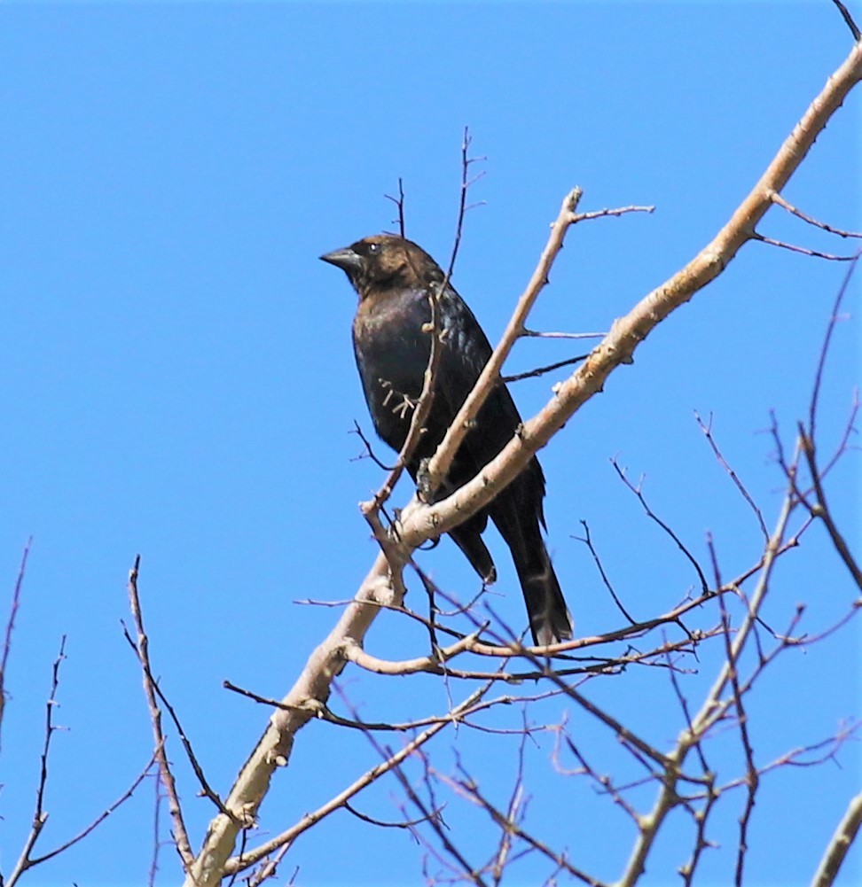 Brown-headed Cowbird - ML428829631
