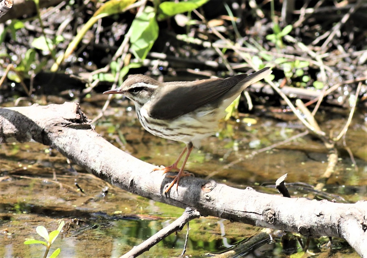 Louisiana Waterthrush - ML428829731