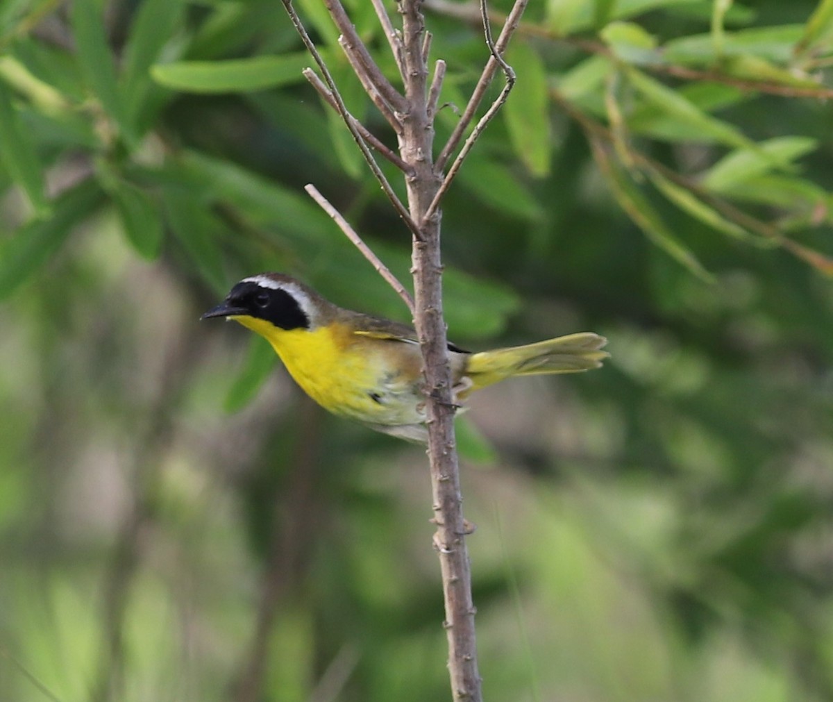 Common Yellowthroat - ML428829811