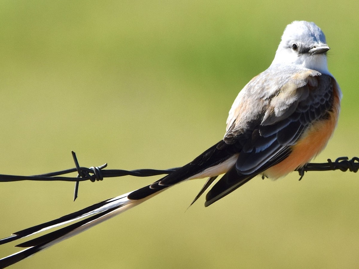 Scissor-tailed Flycatcher - Jason C. Martin