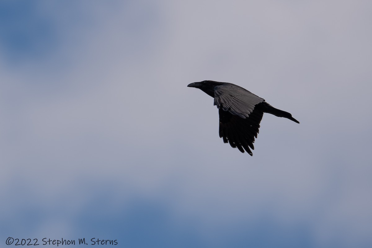 Common Raven - Stephon Sterns