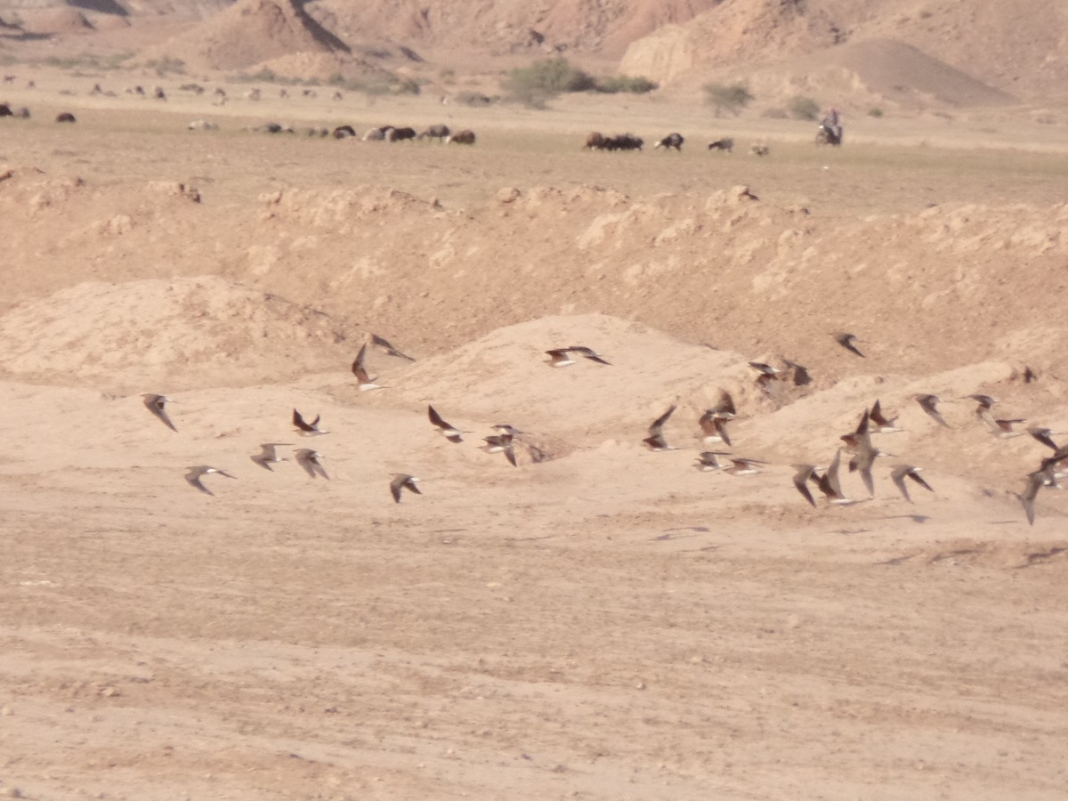 Collared Pratincole - ML428833181