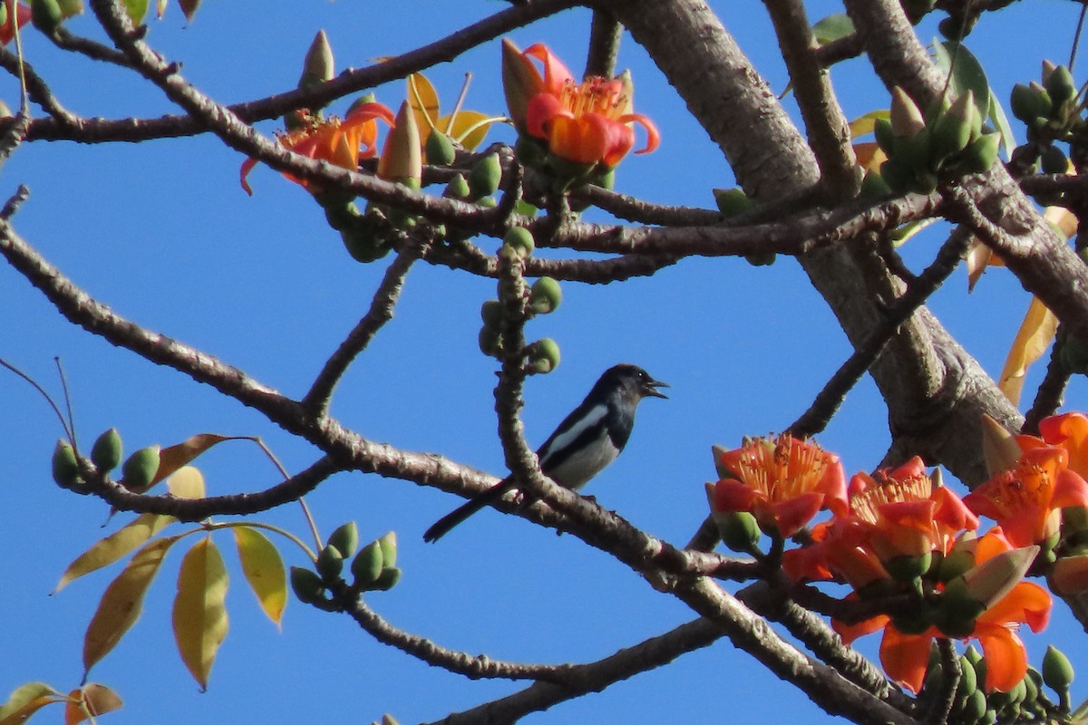 Philippine Magpie-Robin - Eloise Martinez