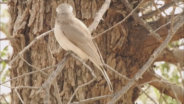 Common Woodshrike - ML428834431