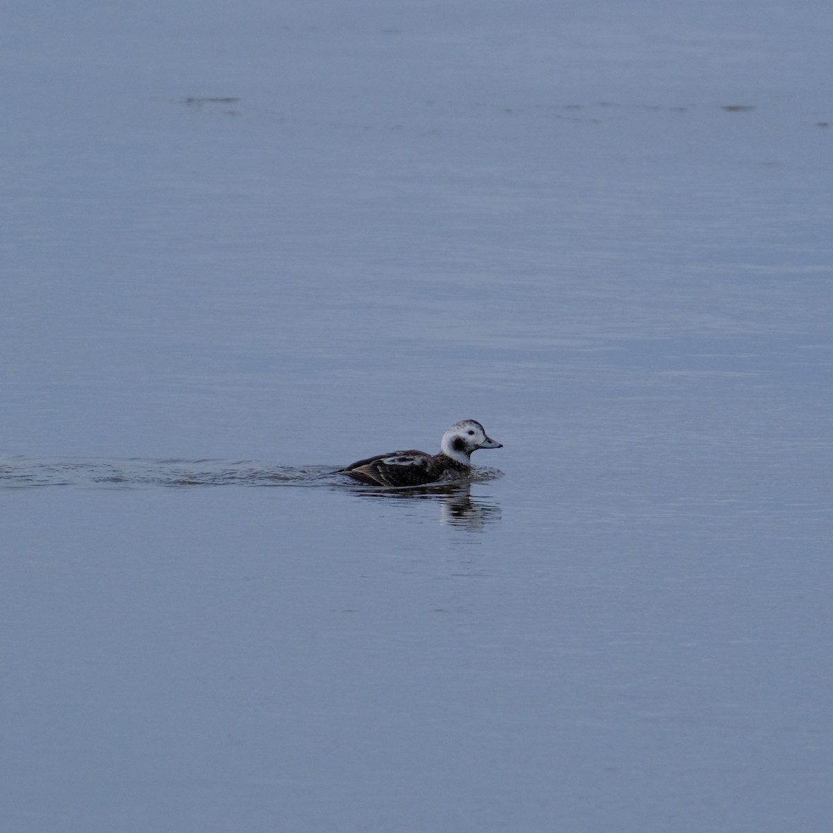 Long-tailed Duck - ML428834601