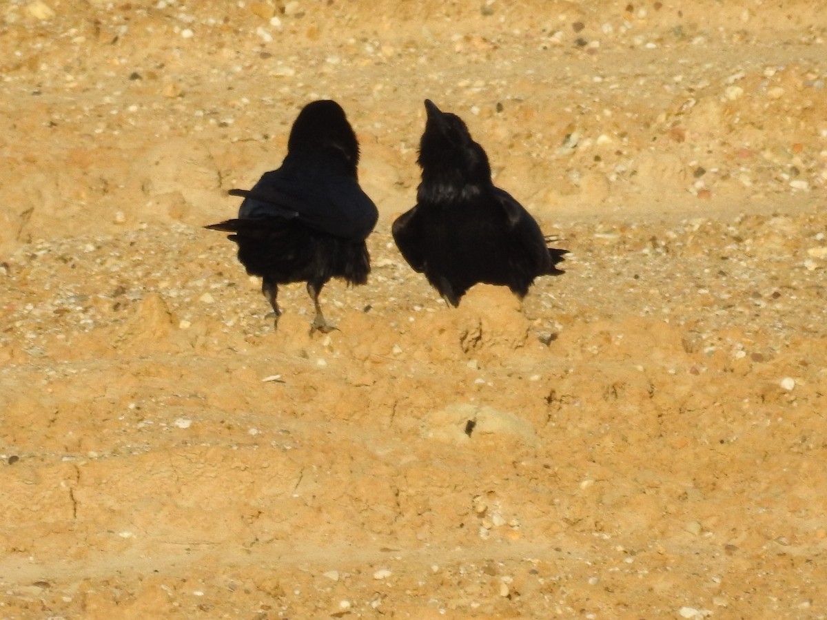 Common Raven - ML428834891