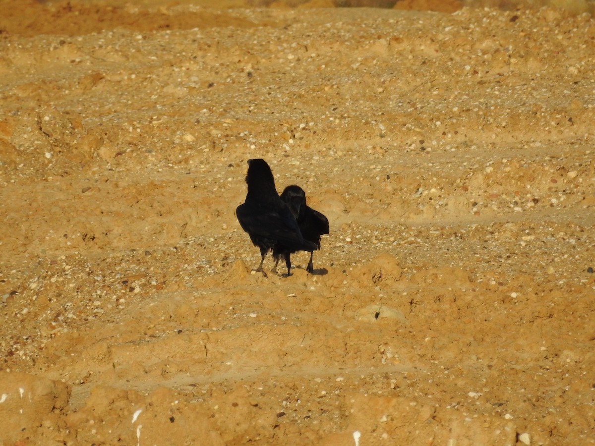 Common Raven - ML428834901