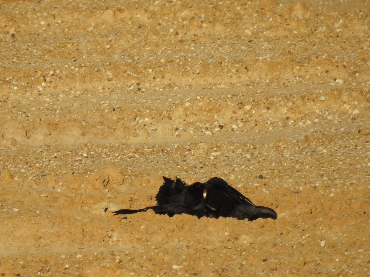 Common Raven - ML428834911