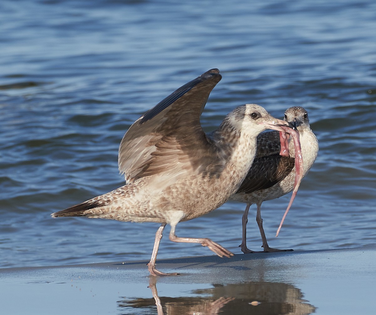 Lesser Black-backed Gull - ML428836211