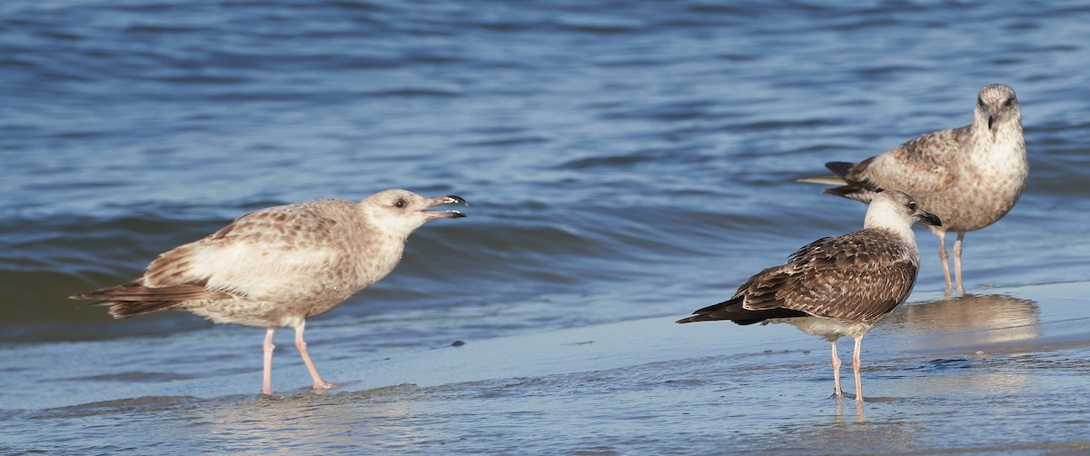 Lesser Black-backed Gull - ML428836381