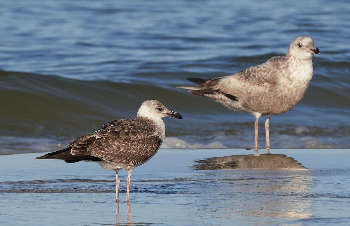 Lesser Black-backed Gull - ML428836501