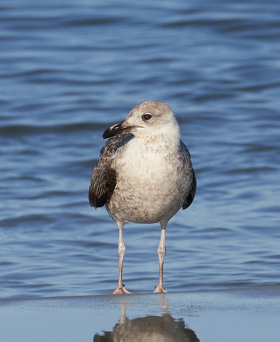 Lesser Black-backed Gull - ML428836531