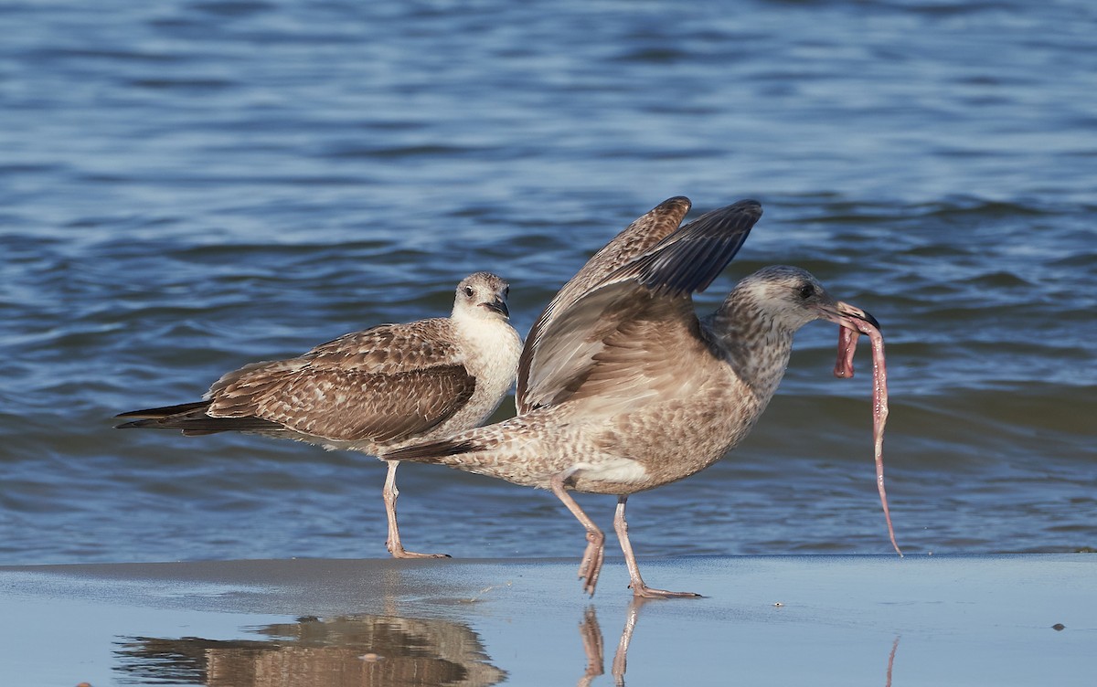 Lesser Black-backed Gull - ML428836651