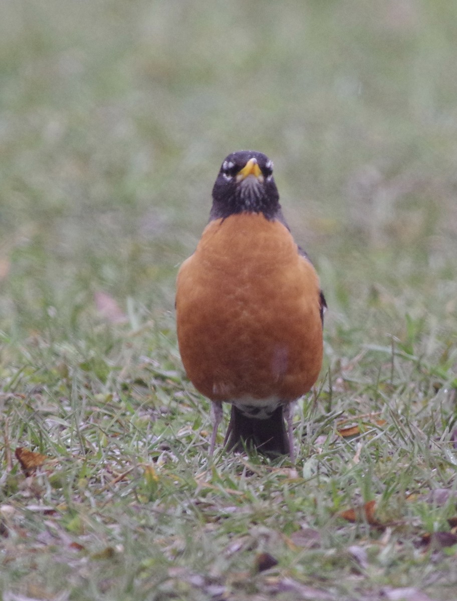 American Robin - ML428837441