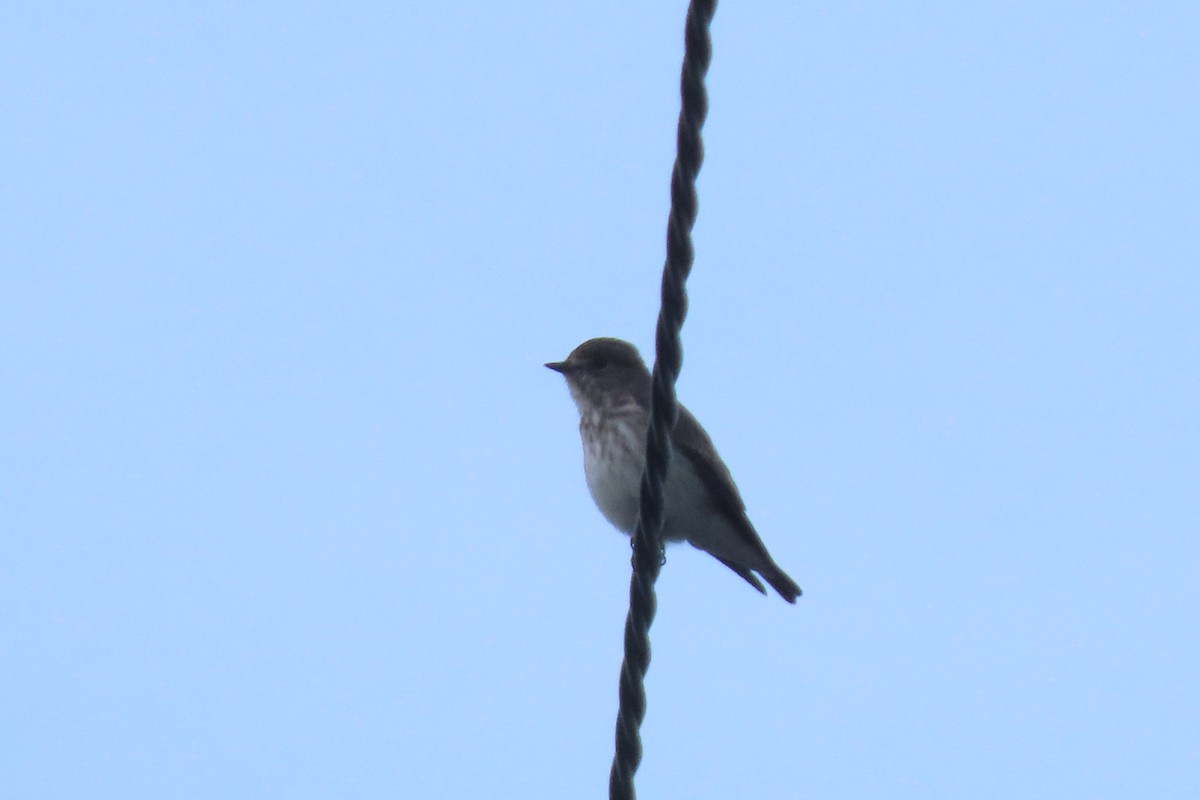 Gray-streaked Flycatcher - ML428838041