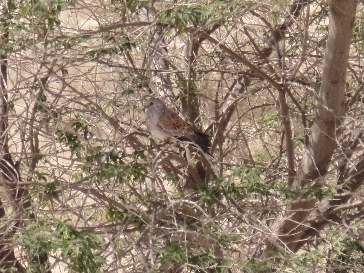 European Turtle-Dove - ML428839091