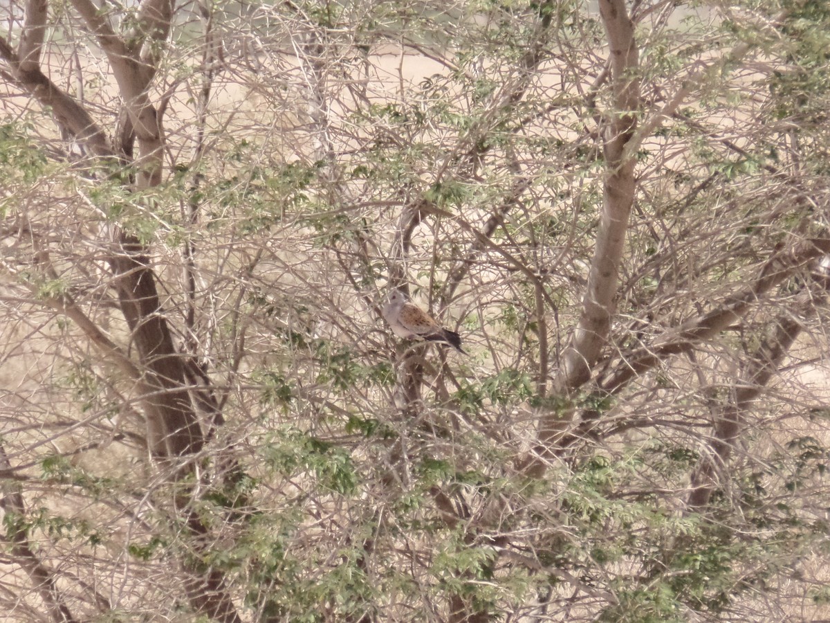 European Turtle-Dove - ML428839111