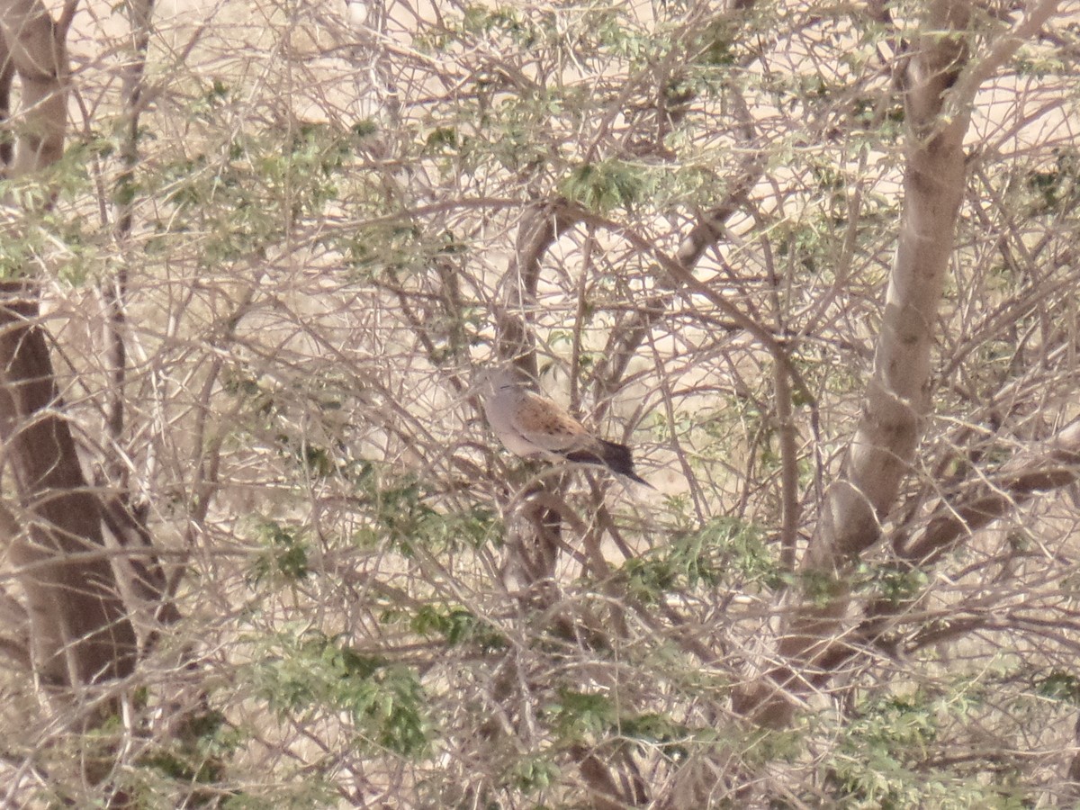 European Turtle-Dove - ML428839191