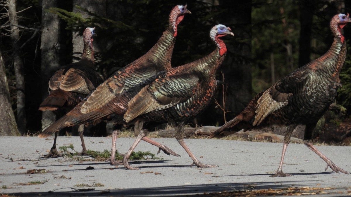 Wild Turkey - ML428839651