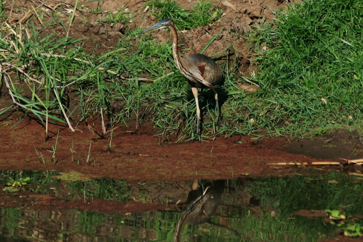 Purple Heron - ML428839881