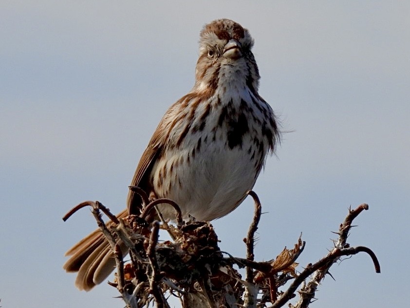 Song Sparrow - ML428839951