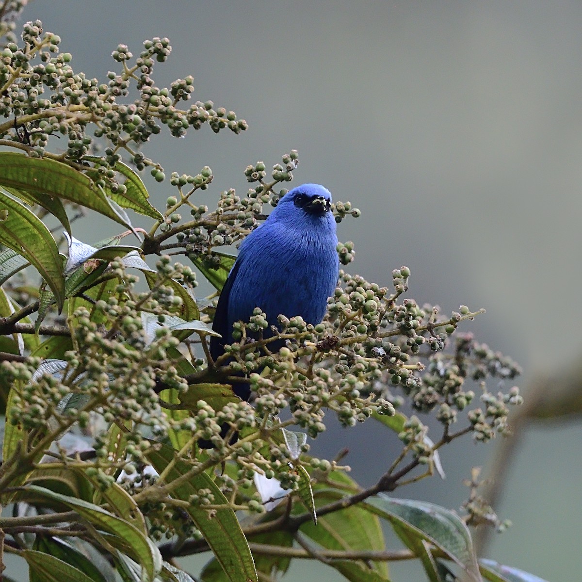 Blue-and-black Tanager - ML428840241