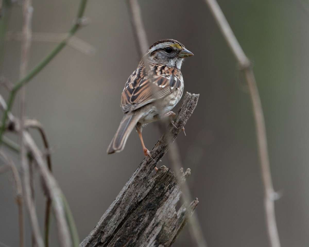 White-throated Sparrow - ML428842631