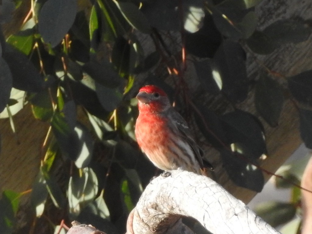 Чечевиця садова - ML428843561