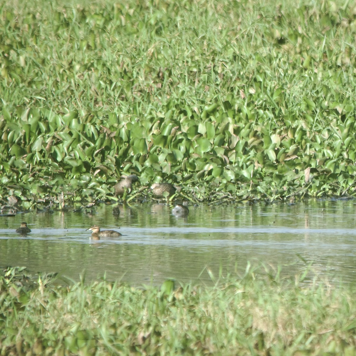 Masked Duck - ML428846271