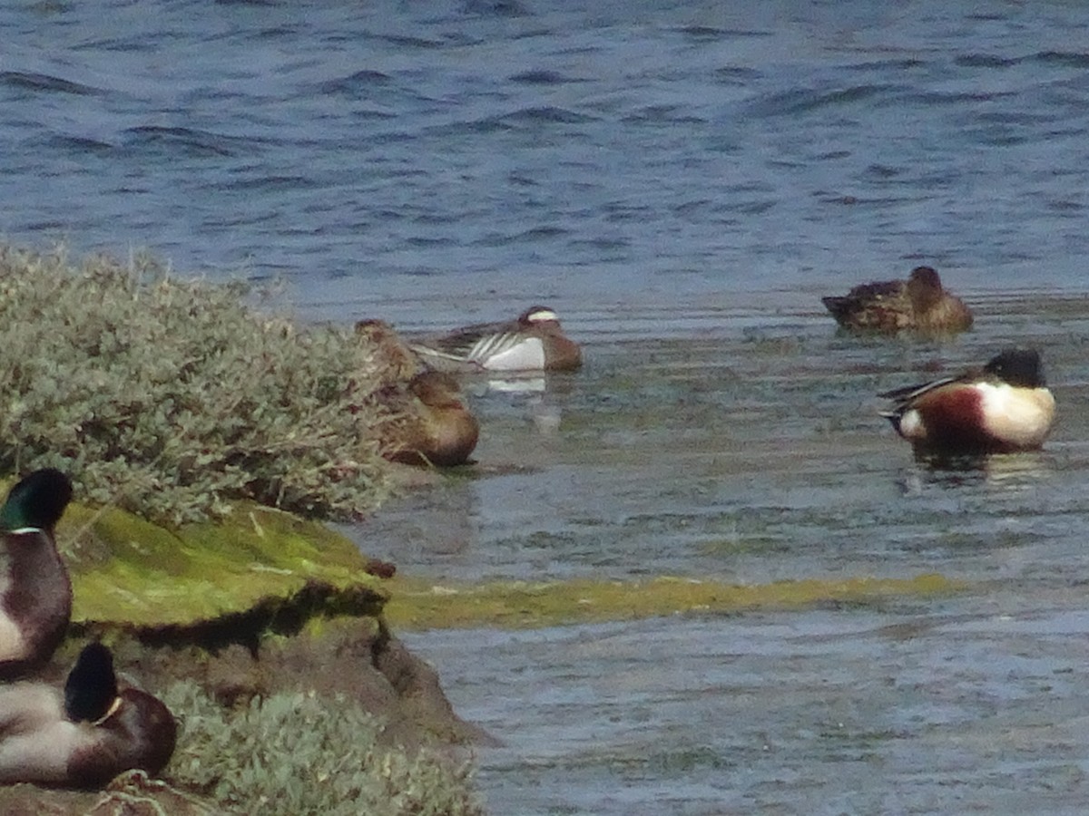 Garganey - ML428846491